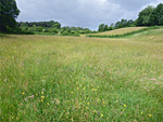 Brockwells Meadows