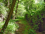 Collin Park Wood Nature Reserve