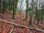 Laurie Lee Wood Nature Reserve