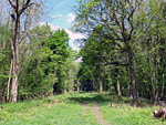 Lower Woods Nature Reserve