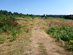 The Park and Poor's Allotment Nature Reserve