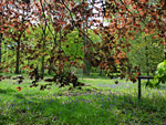 Queenswood Country Park & Arboretum