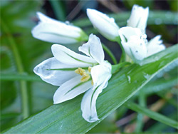 Flowers of three-cornered leek