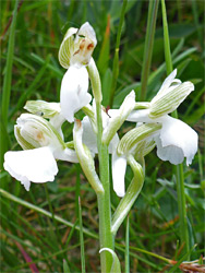 Green-winged orchid, white variety