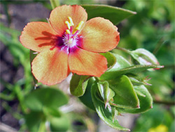 Orange flower