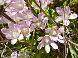 Six-petalled flowers