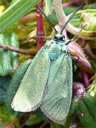 Cistus forester moth