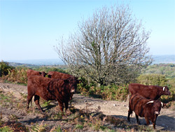 North Devon cattle