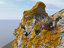 Lichen-covered rock
