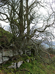 Trees above a ledge
