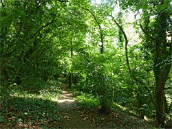 Path through Conygre Wood