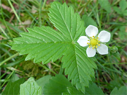 White flower and green, trifoliate leaf