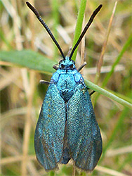 Green forester moth
