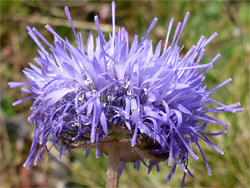 Lavender-purple flowers