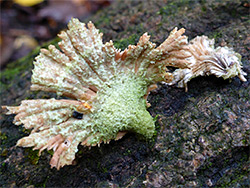 Splitgill mushroom