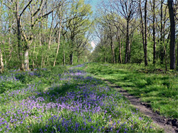 Bluebells in Long Trench