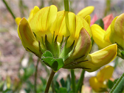Lotus pedunculatus