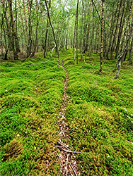 Mossy path