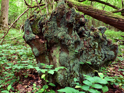 Lichen-covered stump