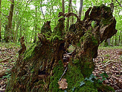 Mossy stump