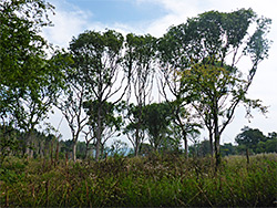 Plantation trees