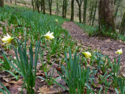 Daffodils beside the path