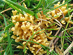 Meadow coral