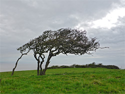 Wind-shaped trees