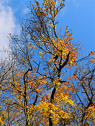 Leaves and blue sky