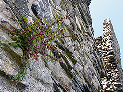 Pellitory-of-the-wall