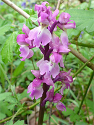 Early-purple orchid