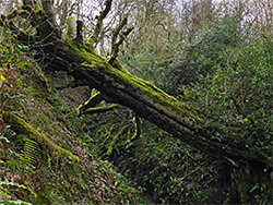 Tree over a ravine