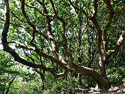 Twisted tree branches