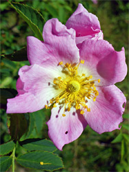 Pink flower of dog rose