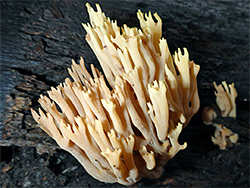 Upright coral fungus