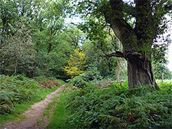 Path near the Cathedral Oak