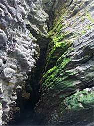 Algae around a crevice