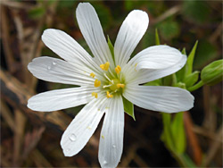 White, five-petalled flower
