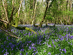 Dense patch of bluebells