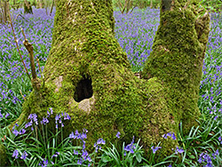 Bluebells and mossy tree