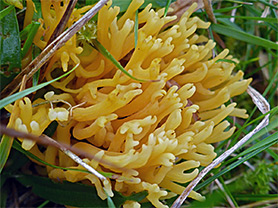 Meadow coral