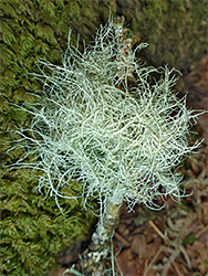 Beard lichen