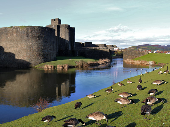 Geese beside the front moat