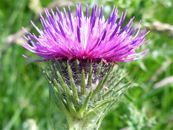 Carduus crispus (welted thistle), Tuckmill Meadow, Oxfordshire