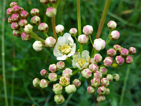 Filipendula vulgaris (dropwort), Dunscombe Bottom, Wiltshire