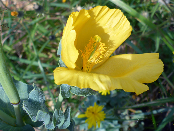 Glaucium flavum (yellow horned poppy), Axmouth, Devon