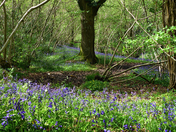Trees and bluebells, north of the road