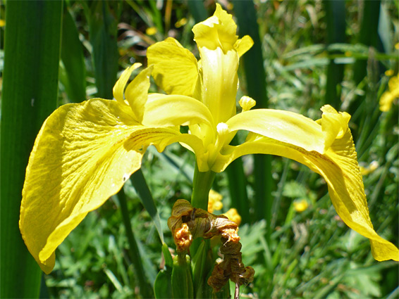 Iris pseudacorus (yellow iris), Tuckmill Meadow, Oxfordshire