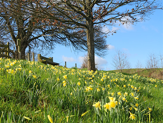 Blue sky above the daffodil field