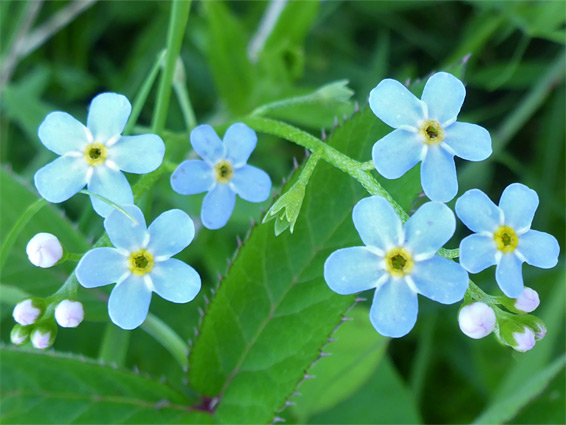 Myosotis scorpioides (water forget-me-not), Tuckmill Meadow, Oxfordshire